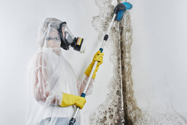 Best Crawl Space Mold Remediation in Brooklyn Heights, OH