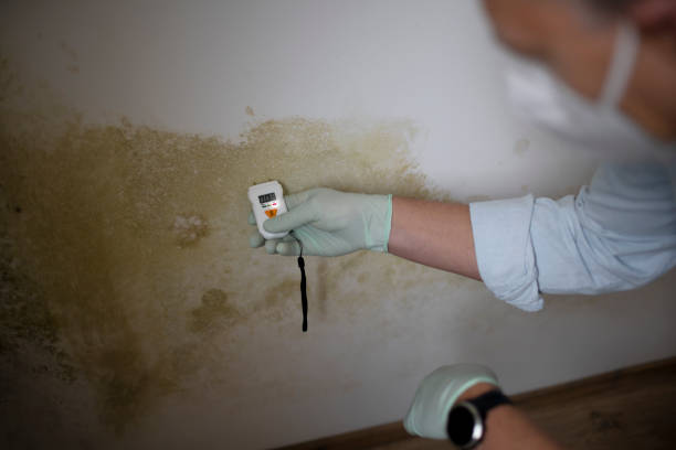 Best Post-Flood Mold Remediation in Brooklyn Heights, OH